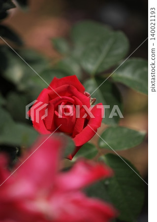 Red spring roses blooming in the rose garden Red spring roses blooming in the rose garden 140021193