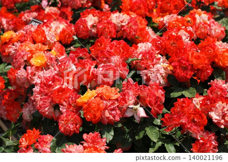 Red spring roses blooming in the rose garden Red spring roses blooming in the rose garden 140021196