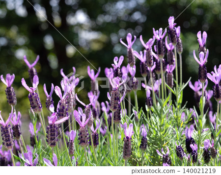 French Lavender, Avon View French Lavender, Avon View 140021219