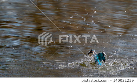一隻跳出水面的翠鳥 一隻跳出水面的翠鳥 140021239