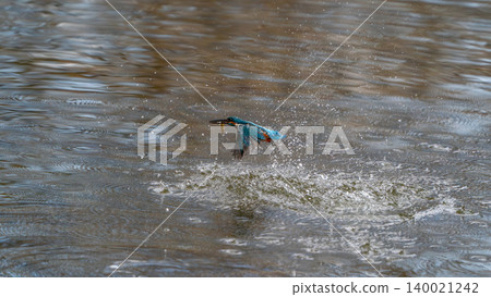 The moment a kingfisher catches a fish The moment a kingfisher catches a fish 140021242