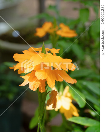 十字花 140021283
