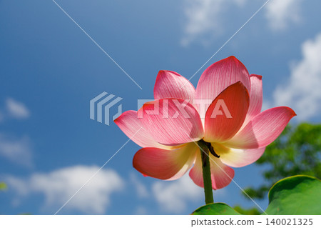 lotus flower in the blue sky lotus flower in the blue sky 140021325