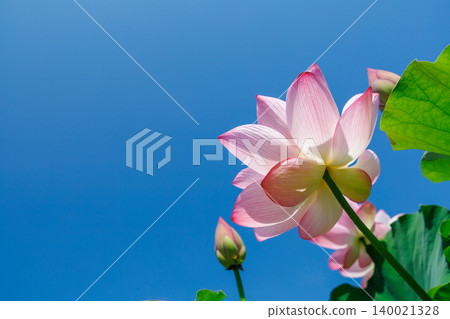 藍天上的蓮花 140021328