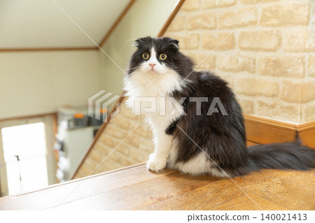 A Himalayan cat with a split face on the stairs 140021413