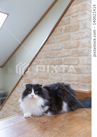 A Himalayan cat with a split face on the stairs A Himalayan cat with a split face on the stairs 140021414