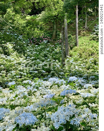 山坡上盛開著五彩繽紛的繡球花 <靜岡縣袋井市霞水百合園> 山坡上盛開著五彩繽紛的繡球花 <靜岡縣袋井市霞水百合園> 140021441