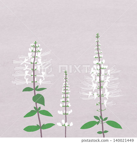 手繪花卉插圖:貓須 手繪花卉插圖:貓須 140021449