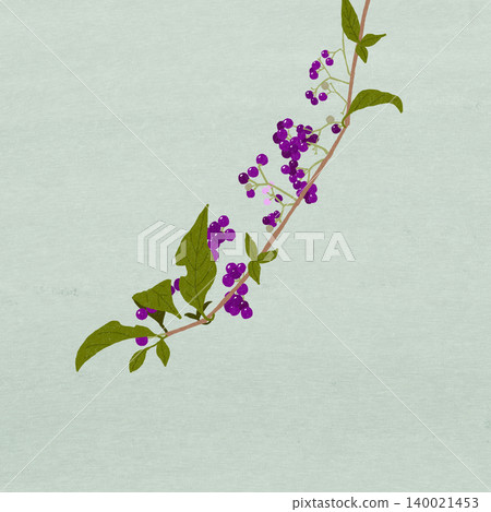 手繪花卉插圖:日本紫珠(Callicarpa japonica) 手繪花卉插圖:日本紫珠(Callicarpa japonica) 140021453
