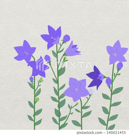 Hand-drawn flower illustration: Bellflower Hand-drawn flower illustration: Bellflower 140021455