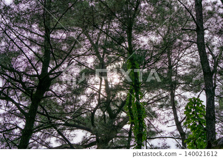 Light shining through the pine forest Light shining through the pine forest 140021612