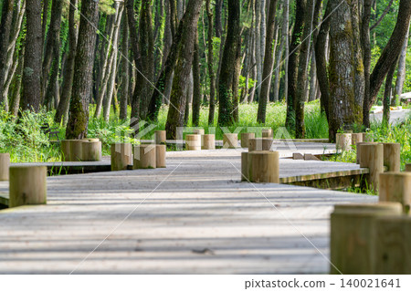 Walking trail through a pine forest Walking trail through a pine forest 140021641