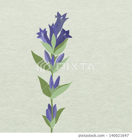 Hand-drawn flower illustration: Gentian Hand-drawn flower illustration: Gentian 140021647