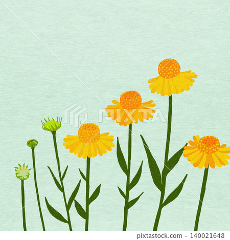 Hand-drawn flower illustration: Helenium Hand-drawn flower illustration: Helenium 140021648