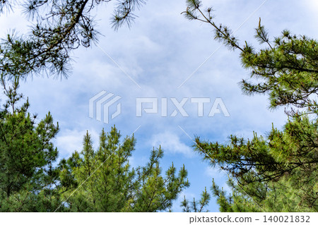 Blue sky viewed from a pine forest Blue sky viewed from a pine forest 140021832
