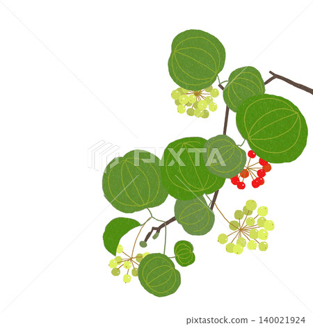 Hand-drawn flower illustration: Smilax 140021924