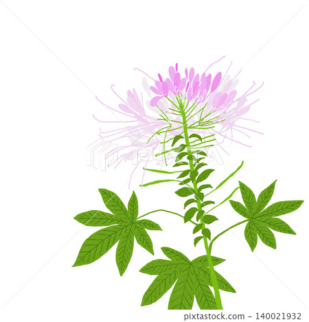 手繪花卉插圖:醉蝶花 手繪花卉插圖:醉蝶花 140021932
