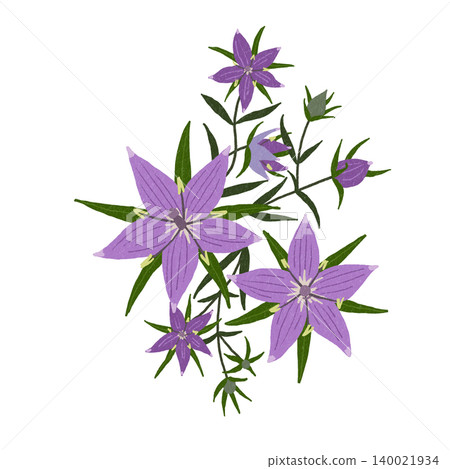 Hand-drawn flower illustration: Evening Star Hand-drawn flower illustration: Evening Star 140021934