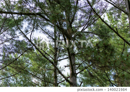 I look up at the pine forest I look up at the pine forest 140021984
