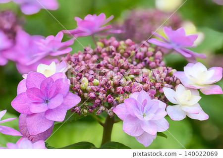淺紫色繡球花 140022069