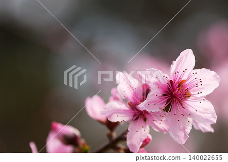 Pink flowers stand out against a soft bokeh background. Pink flowers stand out against a soft bokeh background. 140022655