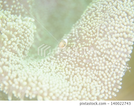 小番茄小丑魚 小番茄小丑魚 140022743