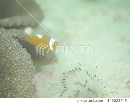 番茄小丑魚與海洋生物 番茄小丑魚與海洋生物 140022745
