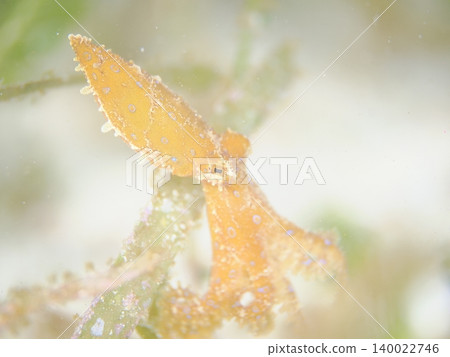 小藍環章魚 小藍環章魚 140022746