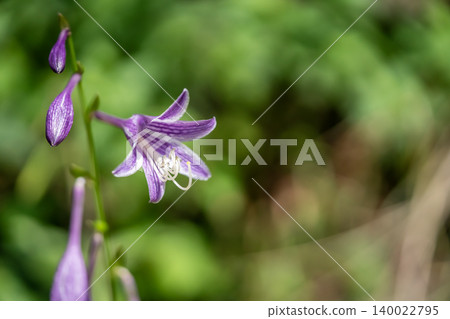hosta flower hosta flower 140022795