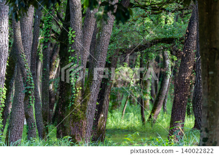 A landscape of lush green pine forests A landscape of lush green pine forests 140022822