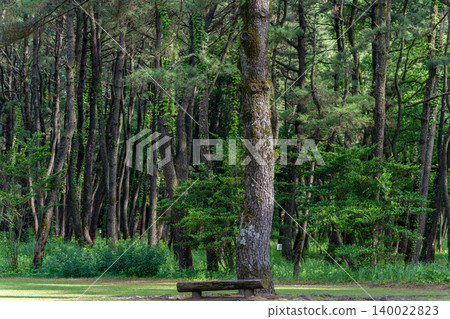 A landscape of lush green pine forests A landscape of lush green pine forests 140022823
