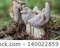 Novoli Ryuushike 140022859