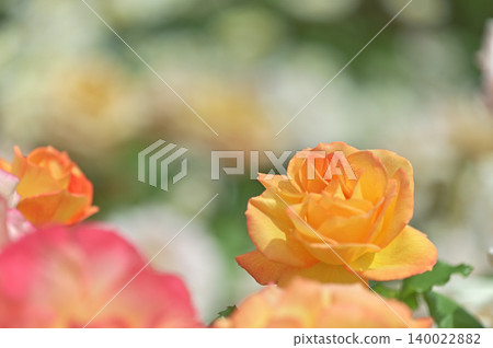 rose rose 140022882