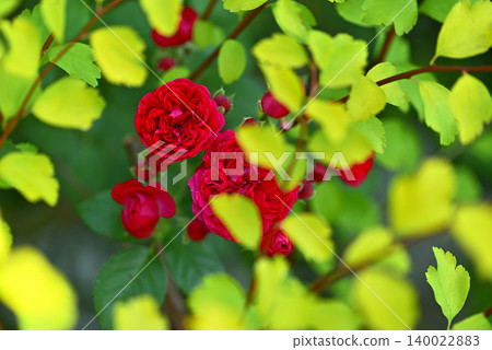 rose rose 140022883