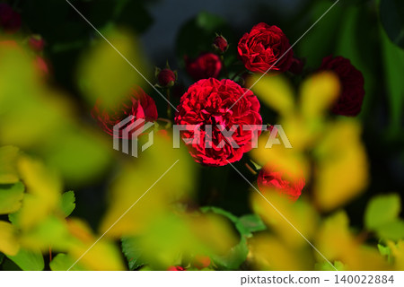 rose rose 140022884