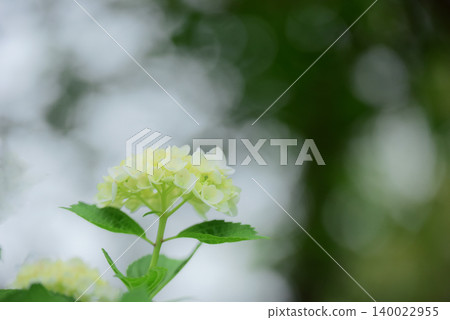 繡球 繡球 140022955