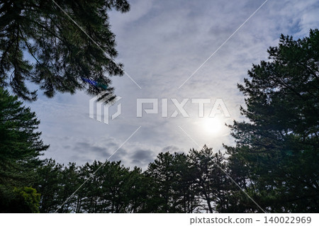 The sun passing through the pine forest The sun passing through the pine forest 140022969