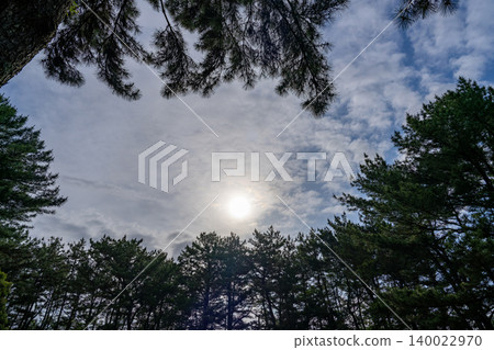 The sun passing through the pine forest The sun passing through the pine forest 140022970