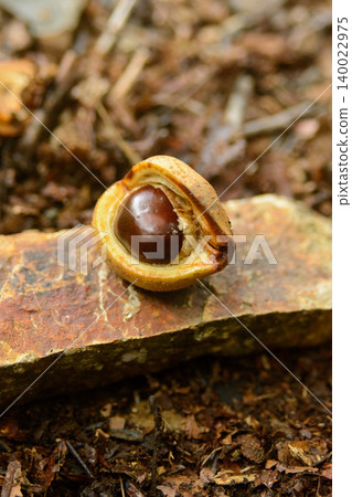 Horse chestnuts revealed by splitting the peel: Nature observation in the autumn forest 140022975
