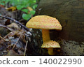 1 *Melanitis leda* 140022990