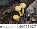 Two types of *Melanitis leda* mushrooms. 140023027