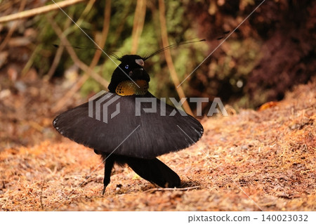 Bird of Paradise Bird of Paradise 140023032