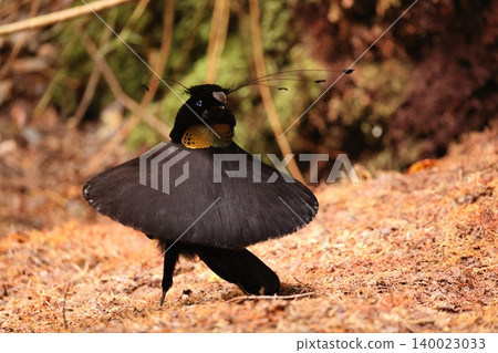 Bird of Paradise Bird of Paradise 140023033