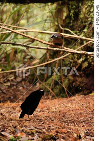 Bird of Paradise 140023049