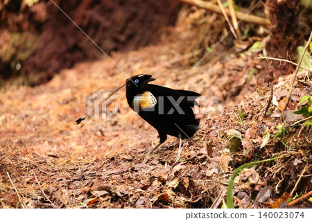 Bird of Paradise 140023074