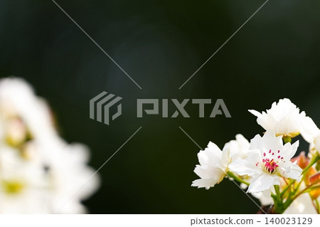 White flowers swaying in the spring breeze and soft quince blossoms 140023129