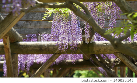 Beautiful wisteria trellis, wisteria in full bloom, Akita City Beautiful wisteria trellis, wisteria in full bloom, Akita City 140023145