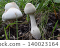 Agaricus 1 140023164