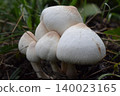 Agaricus 2 140023165
