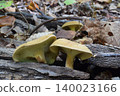 Alder Bolete 140023166